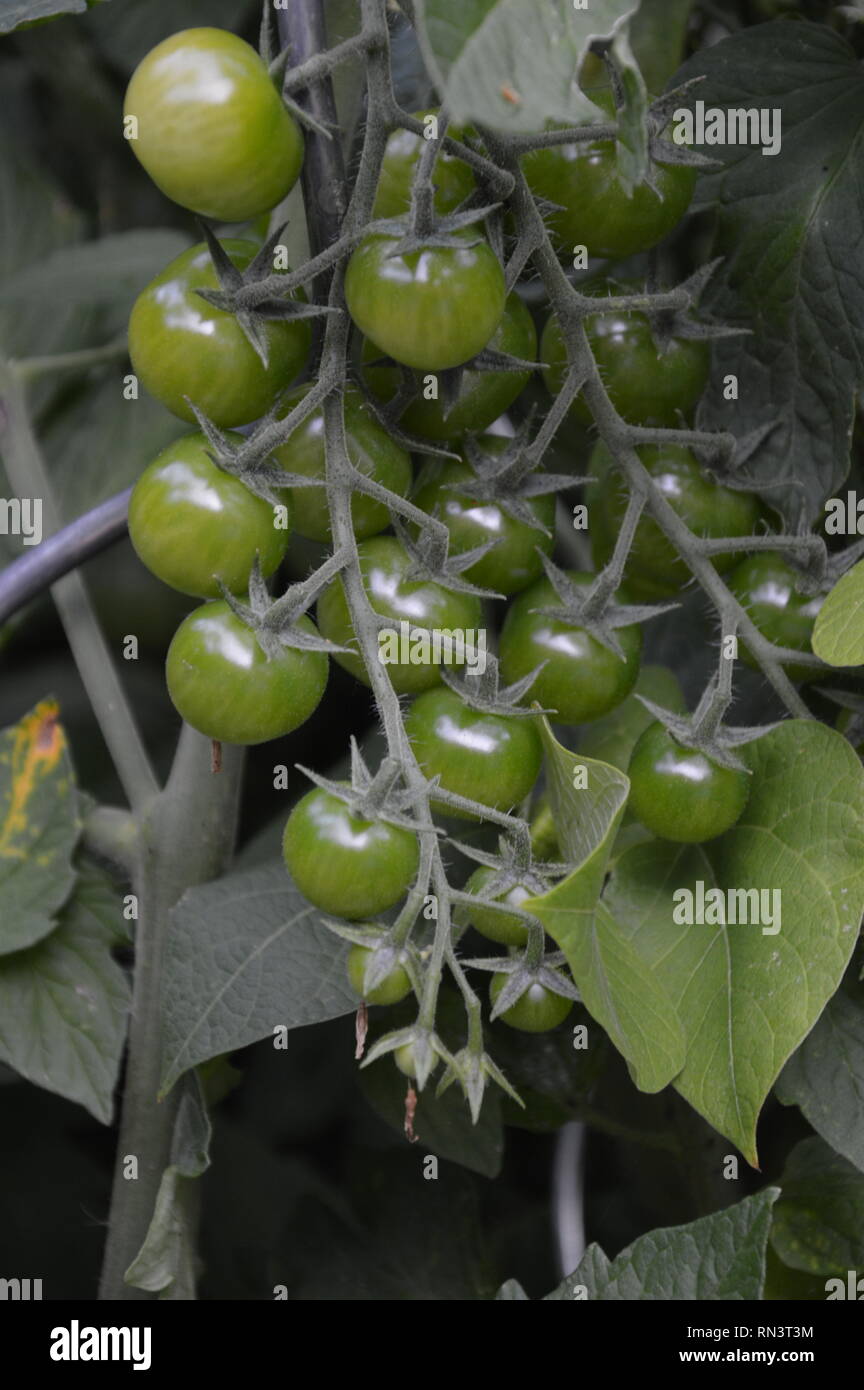 premature solanum lycopersicum var. cerisiforme - cherry tomatoes on the risp - growing in the garden waiting to get tanned Stock Photo