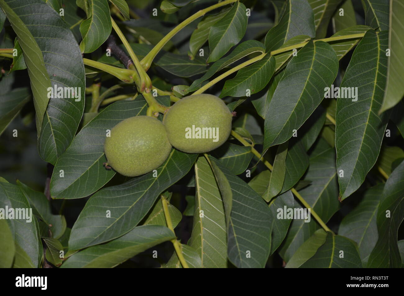 2 riping fruits of the walnut tree Stock Photo