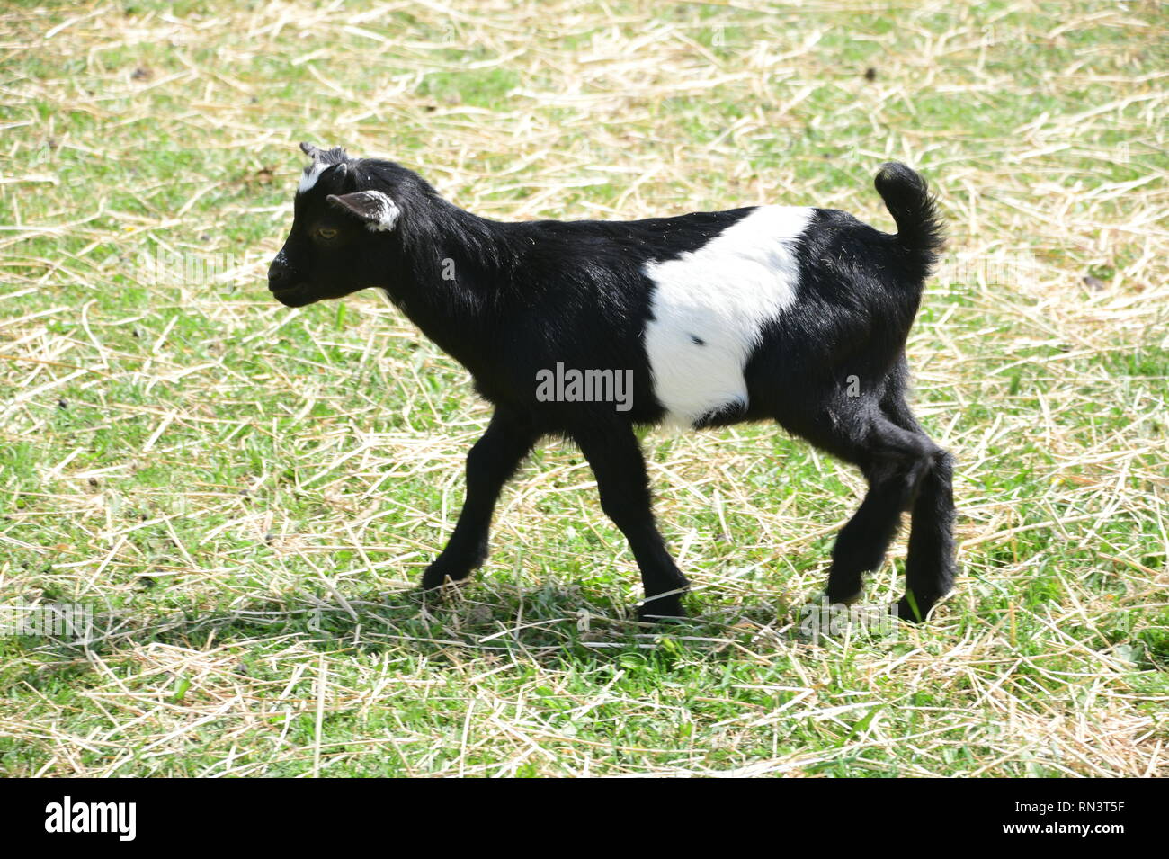 young he-goat on the meadow Stock Photo