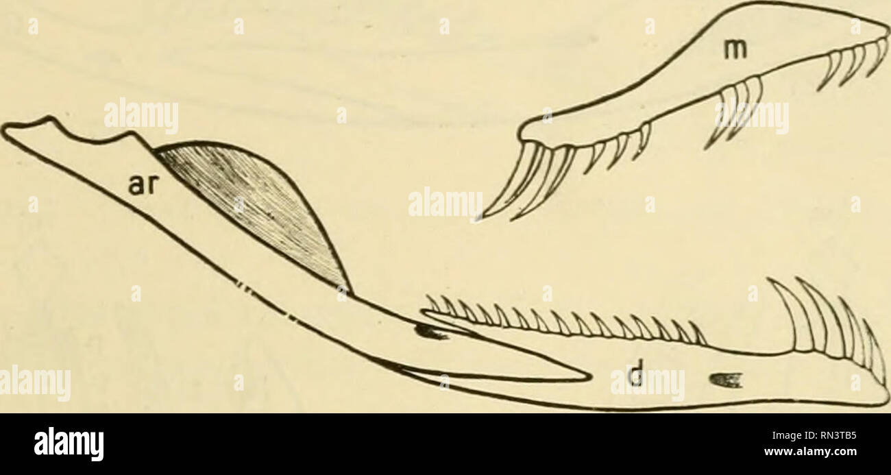 Animaux Venimeux Et Venins La Fonction Venimeuse Chez Tous