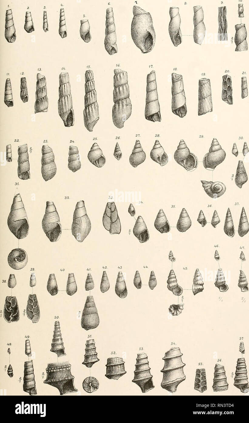 Annalen Des K K Naturhistorischen Hofmuseums K K Naturhistorisches Hofmuseum Vienna Austria Natural History E Kiltl Jaslropodea Von Sv Assian Tal Xvl 6 T Tacati A Sivu Ojan D Xai Gez Uutiu Xidi Ansl V Tliojanmvarih Wien Aiinal