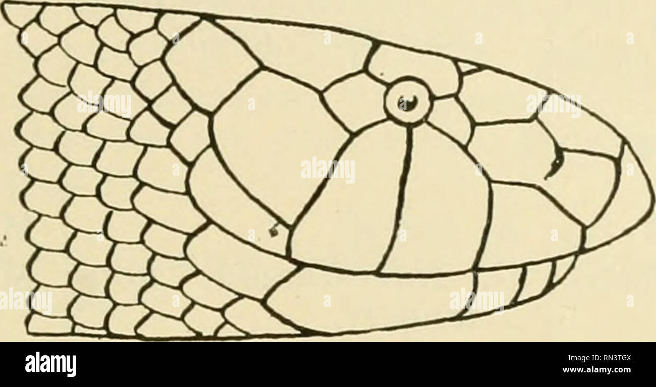 Atheris chlorechis, Latin: Atheris chlorechis English: West…