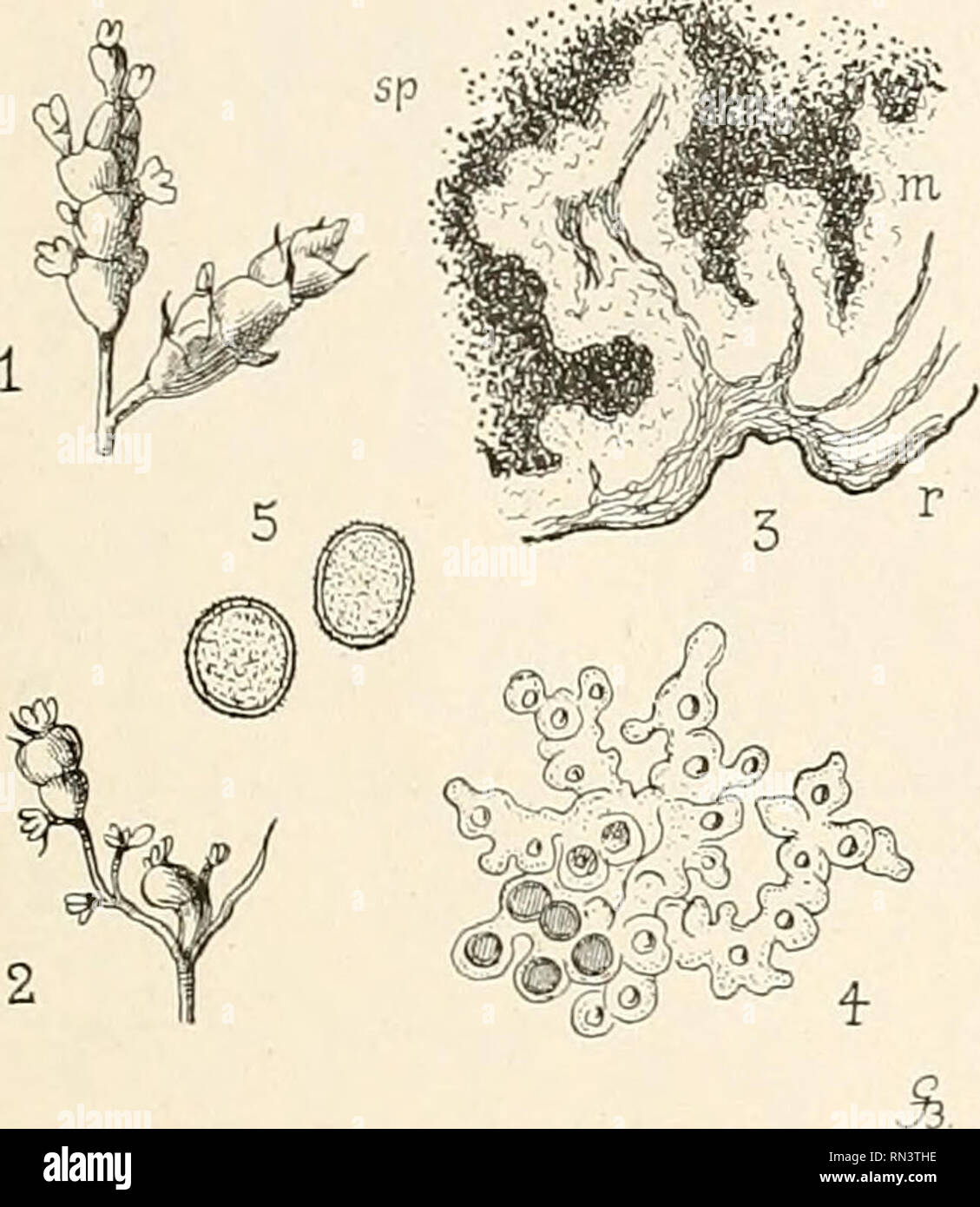 Annalen Des K K Naturhistorischen Hofmuseums K K Naturhistorisches Hofmuseum Vienna Austria Natural History Kryptogamae Exsiccatae Schedulae Cent I Taf Ii I Nr 8 N Zu Nr 8 Please Note That These
