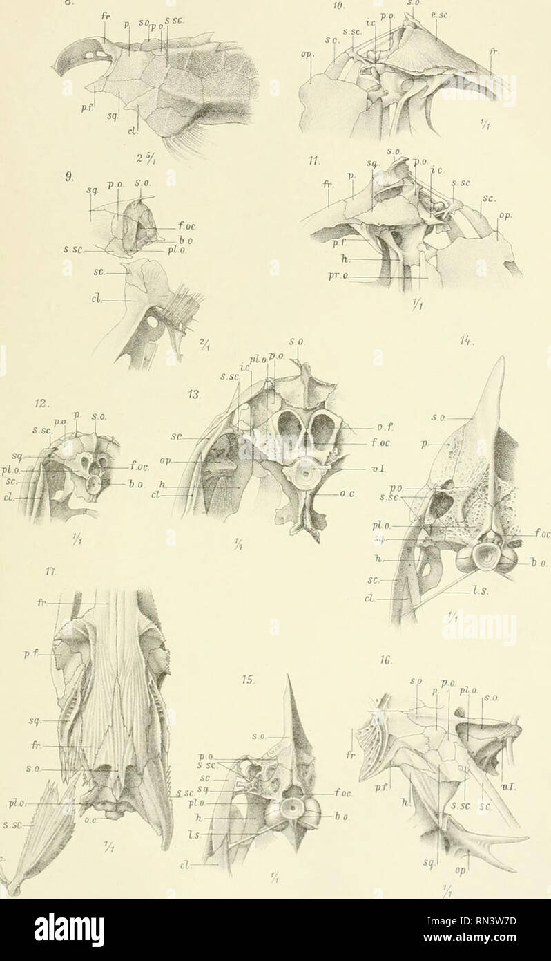 Annalen Des K K Naturhistorischen Hofmuseums K K Naturhistorisches Hofmuseum Vienna Austria Natural History F Sie Benrock Schiilter Ui Tel Der Teleosteer 8 Taf V J Fu Isctiiimnan D N Lull Lith Alisl V Tlibaninvarlh Tocn Aniialon Dos Kk