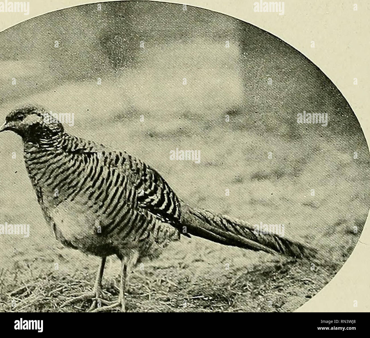Animal Life and the World of Nature; A magazine of Natural History. . ZOO NOTES. The curious birds belonging to this genus are better described by their Pratincole. Anglo-Indian name of Animal Life and the World of Nature; A magazine of Natural History. . ZOO NOTES. The curious birds belonging to this genus are better described by their Pratincole. Anglo-Indian name of