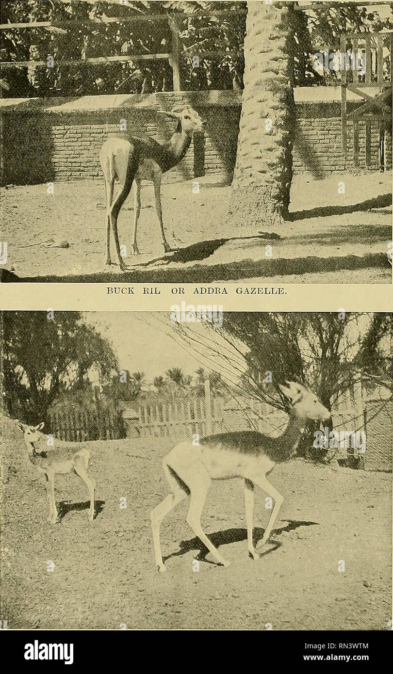 Animal Life and the World of Nature; A magazine of Natural History. ANIMALS  AT KHARTOUM. By Captain S. S. Floweb. Illustrated with Photographs by the  Author. THE Zoological Gardens at Khartoum,