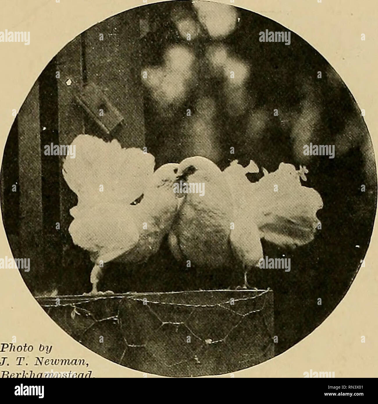 Animal Life And The World Of Nature A Magazine Of Natural History Photo By J T Newman Berkhampstead An Egg Within An Egg Discovered By Master Percy Dickins Of Photo By