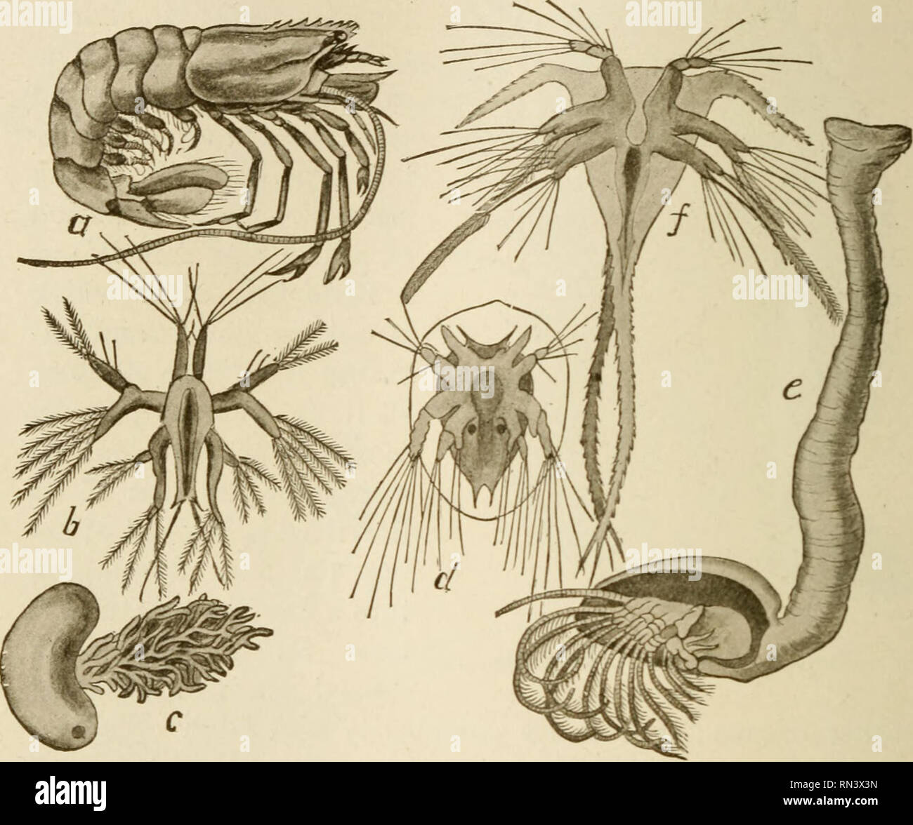 Animal studies. 346 ANIMAL STUDIES itself to some stone or shell, or pile or ship's bottom, loses its compound eyes and feelers, develops a protecting shell, and gives up all power Animal studies. 346 ANIMAL STUDIES itself to some stone or shell, or pile or ship's bottom, loses its compound eyes and feelers, develops a protecting shell, and gives up all power
