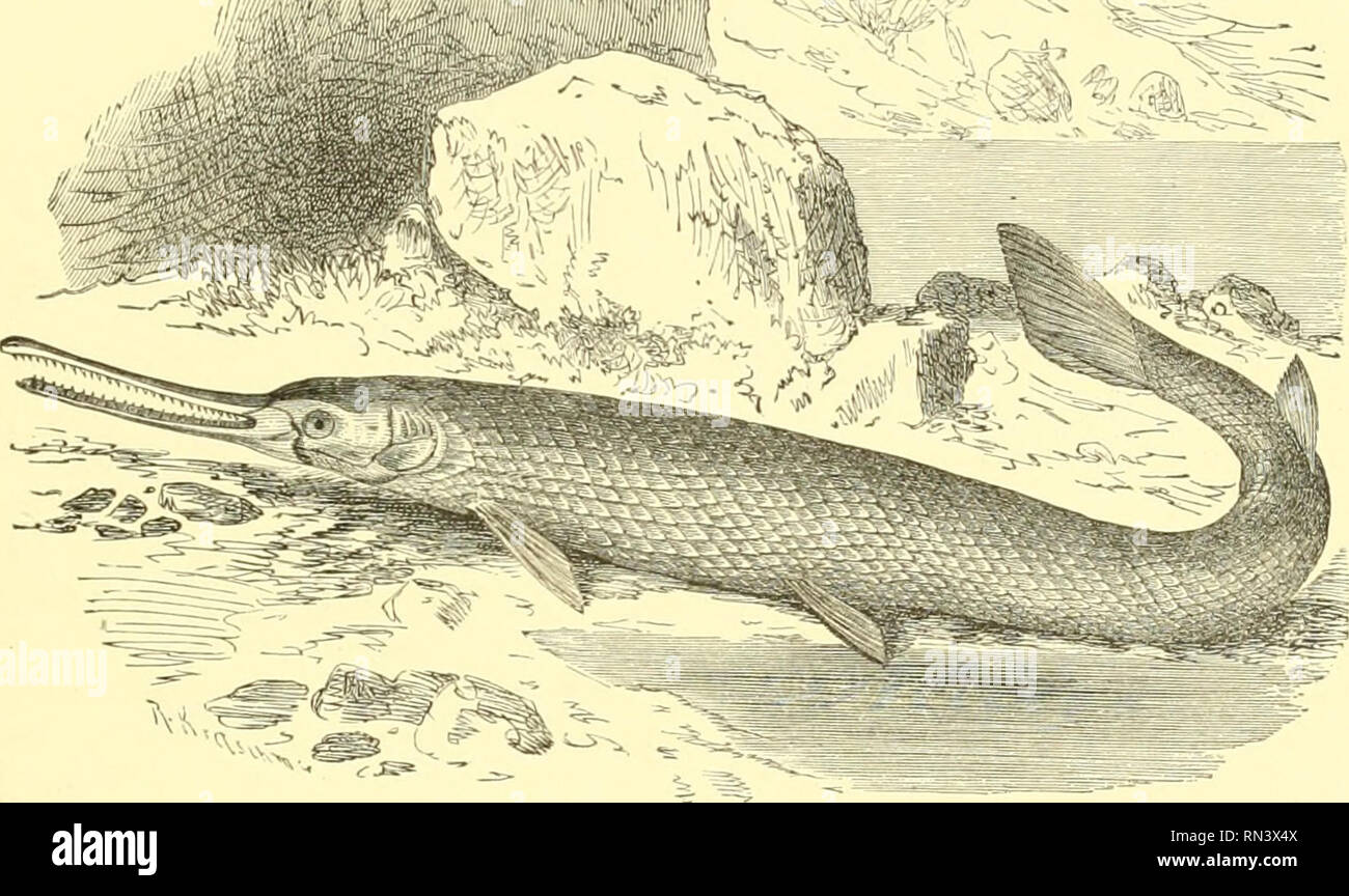 Jawed Fish High Resolution Stock Photography and Images - Alamy