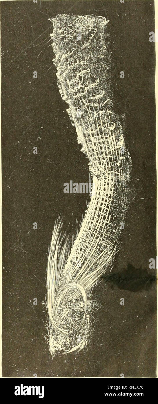 . Animate creation : popular edition of &quot;Our living world&quot; : a natural history. Zoology; Zoology. THE RHIZOPODS. 593 Order II., Silicoidea, includes the highest of the class. The skeleton framework of these Sponges is almost whoUy made up of silicious spicules. The Tethia and Geodia are promi- nent forms. What are known as Glass Sponges are of this Order. The Hyalonema, or Glass-rope Sponge, is found in the waters around the Philippine Islands. Though so much in appearance like spun glass, it is nevertheless of horn, like the nails and hoofs of animals. When burnt it has the same odo Stock Photo