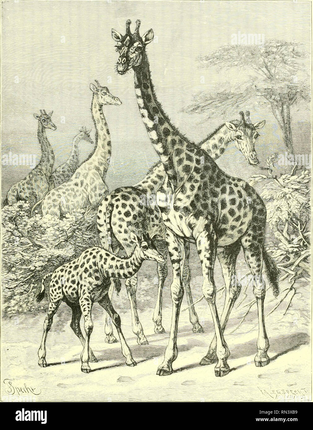 Animate Creation Popular Edition Of Quot Our Living World Quot A Natural History Zoology Zoology Giraffe Please Note That These Images Are Extracted From Scanned Page Images That May Have Been