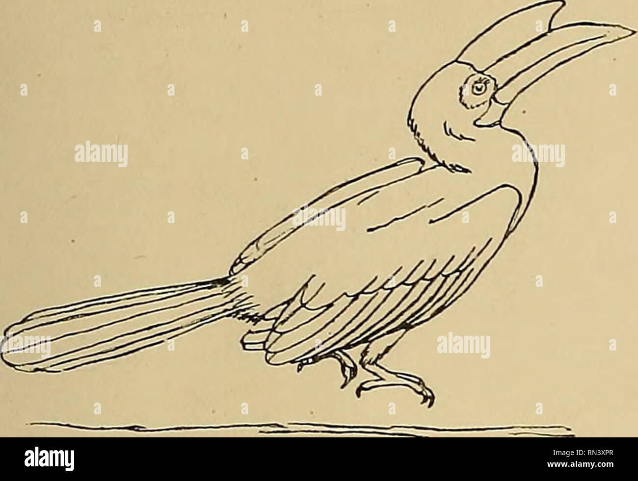 Animal Life and the World of Nature; A magazine of Natural History. The Gait and Flight of Birds 319. Fig. 4. Hombill hopping Unlike leaping mammals, birds which hop never attain Animal Life and the World of Nature; A magazine of Natural History. The Gait and Flight of Birds 319. Fig. 4. Hombill hopping Unlike leaping mammals, birds which hop never attain