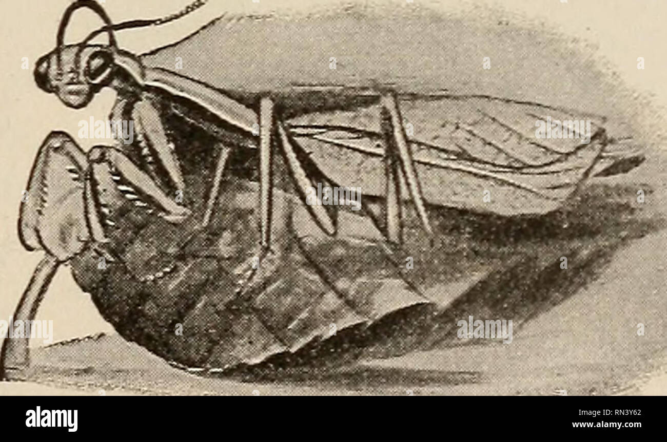 Animal studies. Fig. 159.—Scorpion, showing the special devel- opment of  certain mouth parts (the maxil- lary palpi) as pincer-like organs for  grasp- ing prey. At the posterior tip of the body