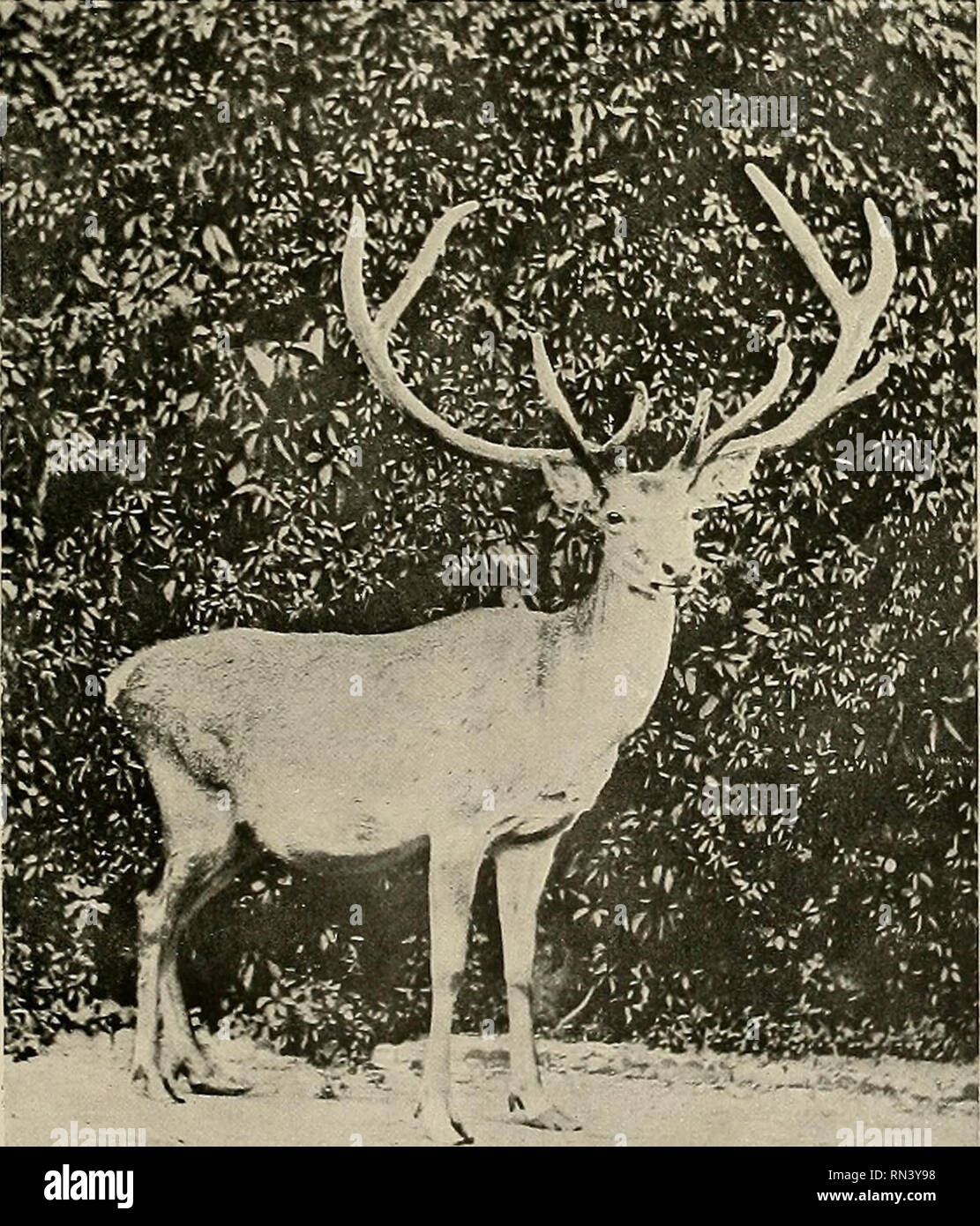 Hangul deer india hires stock photography and images Alamy