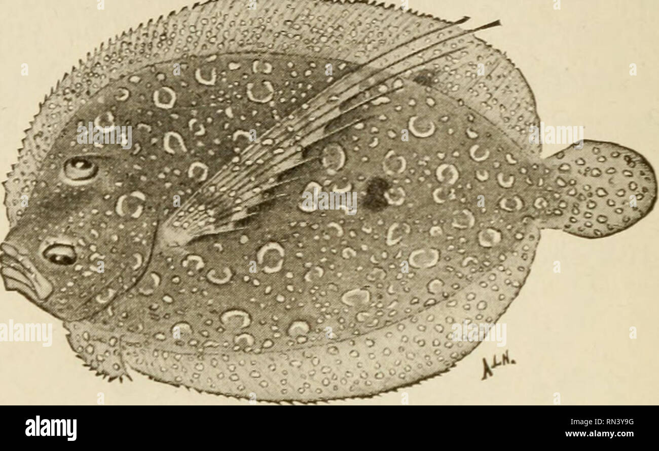 Animal studies. 274: ANIMAL STUDIES around the forehead, its socket moving  with it, until both eyes and sockets are transferred by twisting of the  skull to. Fig. 153.—The wide eyed flounder (