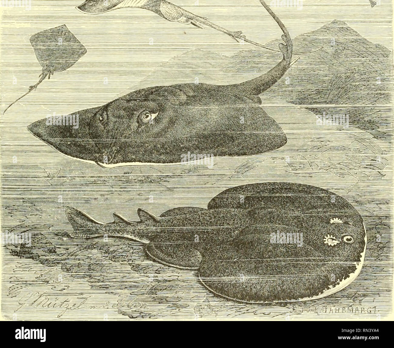 . Animate creation : popular edition of &quot;Our living world&quot; : a natural history. Zoology; Zoology. COMMON SKATE AITO EYED TORPEDO.- Raja batis et Torpedo oeulatm. The structure of the electrical organ is far too complex to be fully described in this work, as it would require at least forty or fifty pages, and a large number of illustrations. I will, however, give a brief summary of the strange organ by which such wonderful results are obtained, and any of my readers who would like to examine it more in detail, vnU find ample infonnation in an article on the subject by Dr. Coldstream,  Stock Photo