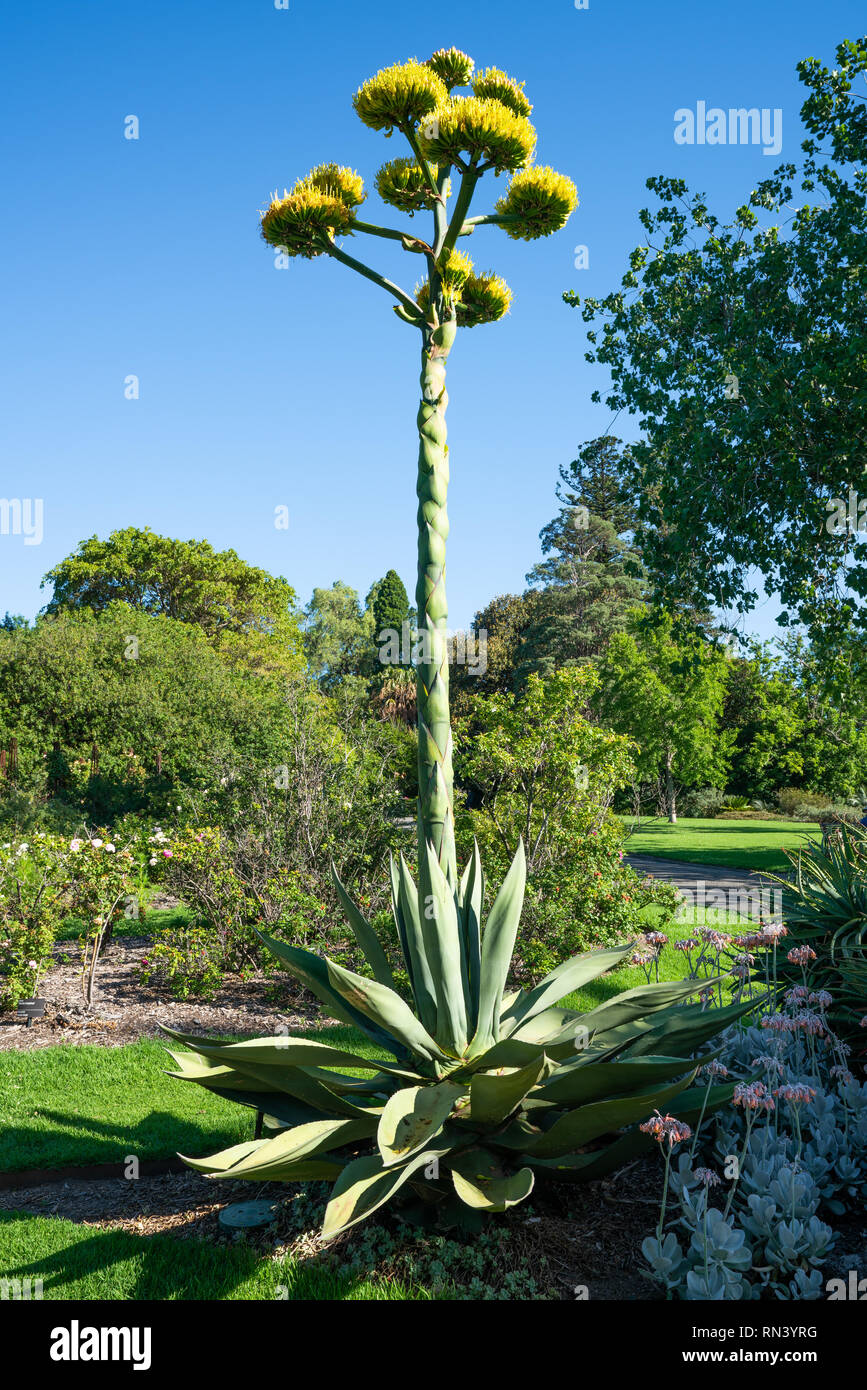 Agave salmiana or agavaceae of salm flowering Stock Photo