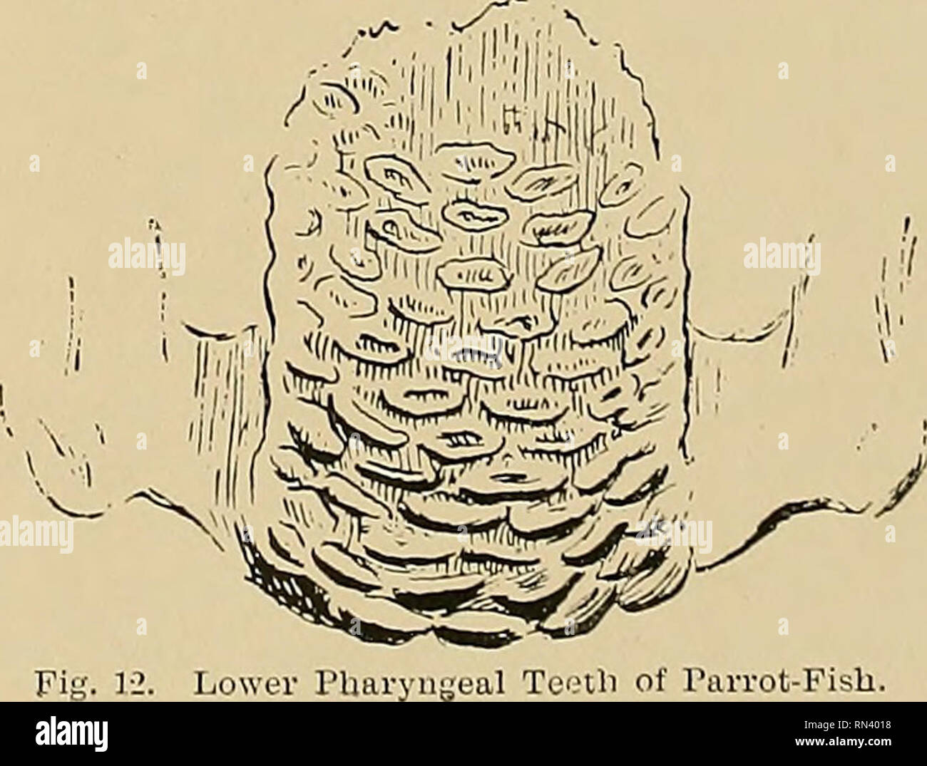 . Animal Life and the World of Nature; A magazine of Natural History. Jaws of Parrot-Fish, from the inner ana outer aspects. front teeth, there is a certain amount of variation in the number and size of the grinding-teeth according to the species. There is a constant and free succession of teeth in the sargus, as in the other members of the sea-bream tribe. Seaweed seems to form the food of these fishes. There are several other members of the tribe with sharp teeth in the front of the jaws and grinders behind, among them being the species of Pagrus and Pagellus. A difference in the form and nu Stock Photo