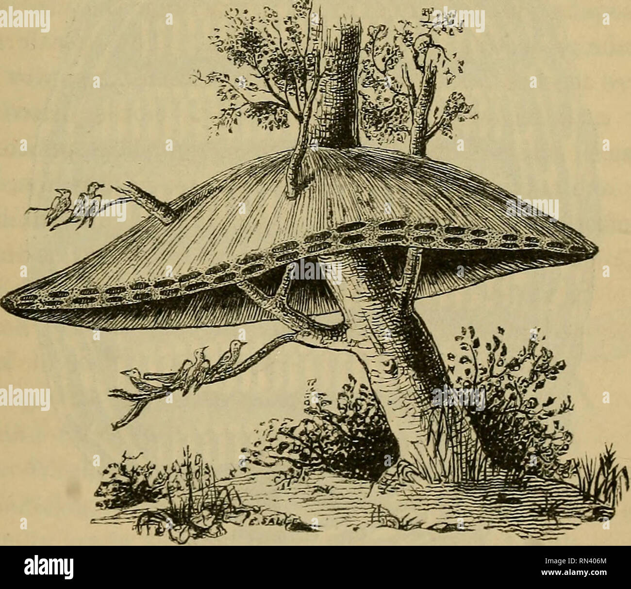 Animal physiology. Physiology, Comparative; Physiology, Comparative. IRRATIONAL CHARACTER OF INSTINCT. 531 of drawers, he proceeded to carry in sticks, cloths, hay, cotton, &c, and to make a nest; and when he Animal physiology. Physiology, Comparative; Physiology, Comparative. IRRATIONAL CHARACTER OF INSTINCT. 531 of drawers, he proceeded to carry in sticks, cloths, hay, cotton, &c, and to make a nest; and when he
