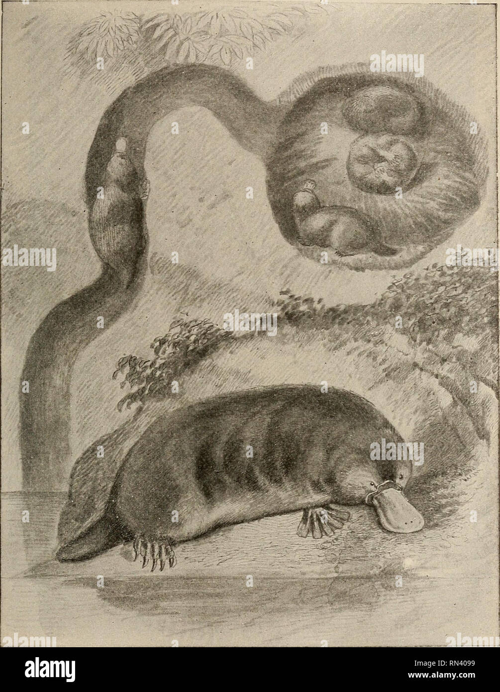 Animal studies. THE MAMMALS 237 country. Of the other three the first  {Monotremes) and simplest of the eleven is represented by the duck-mole.  Fig. 131.—Australian duck-mole (Or?iithorhynchus paradoxus). One-fifth  natural size. (