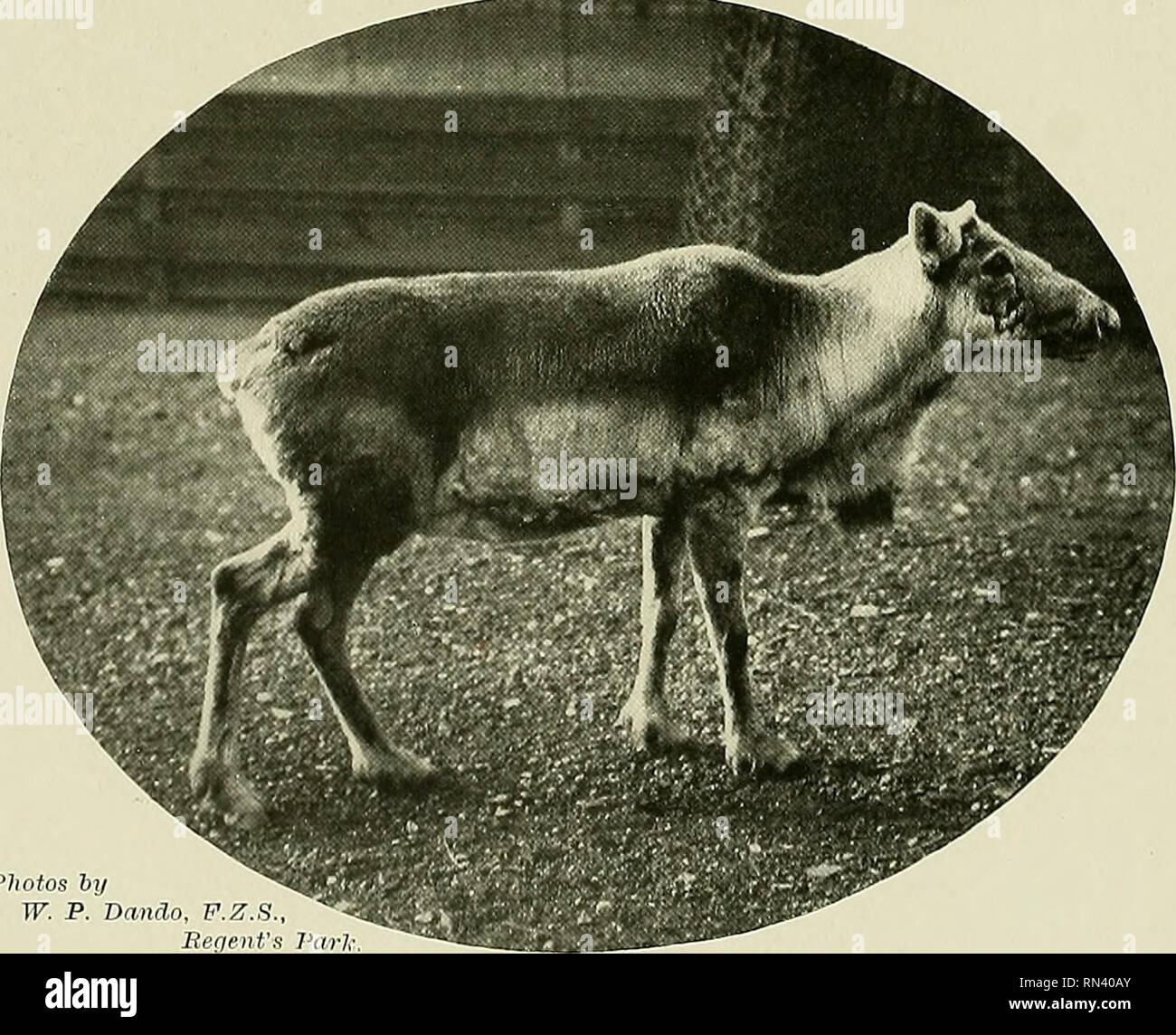 Animal Life And The World Of Nature A Magazine Of Natural History Female Waterbuck So Damaged Poor Bubbly Jock That He Died Of His Injuries The Figured Example Of Coins Ellipsiprymmis Female