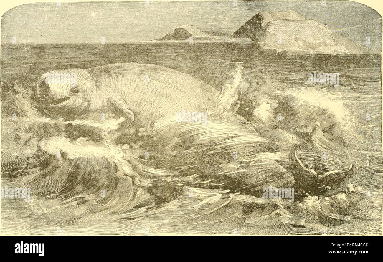 Vora Fish T harpoon hi-res stock photography and images - Alamy