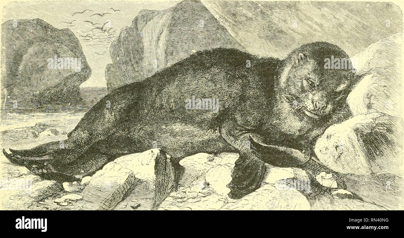. Animate creation : popular edition of &quot;Our living world&quot; : a natural history. Zoology; Zoology. THE SEA BEAR. 41' among Seals, and will frequently relinquish their offspring in their haste to escape from their human foes. The natives are in the habit of killing the Sea Lions by poisoned arrows, or by harpoons. As the wounded animal would be sufficiently strong to escape in spite of the har- poons, the native hunters attach the harpoon-line to a post firmly planted in the ground, and are thus enabled to delay the Sea Lion until they can inflict a fatal wound. They are marvellously b Stock Photo