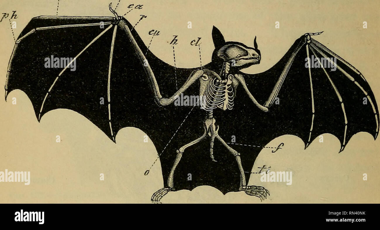 . Animal physiology. Physiology, Comparative; Physiology, Comparative. 496 WING OP BAT AND PTERODACTYL US. the wing, but serves as a hook by which the animal can suspend itself. The only true flying Reptile is (or rather was) the yvo. Fig. 2.36 —Skeleton of Bat. (References as in Pig. 22/ ) Pterodactyl as, a kind of winged lizard, which does not now exist, but of whose character the skeletons that are found. Please note that these images are extracted from scanned page images that may have been digitally enhanced for readability - coloration and appearance of these illustrations may not perfec Stock Photo