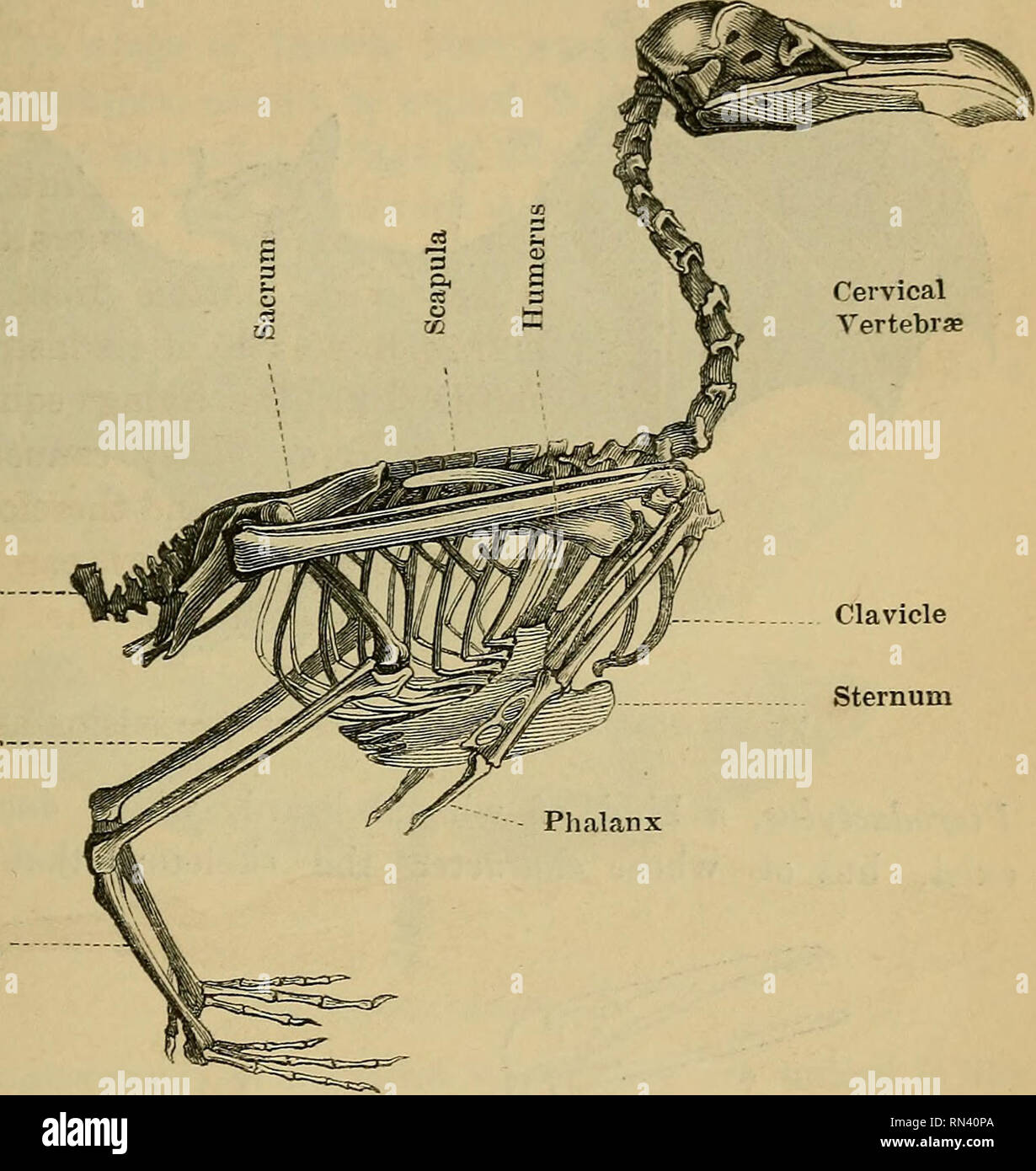 Animal physiology. Physiology, Comparative; Physiology, Comparative. WINGS  OF BIRDS AND BATS. 49i tion varies considerably. We have seen that, in the  Bird, the required extent of surface is chiefly given by