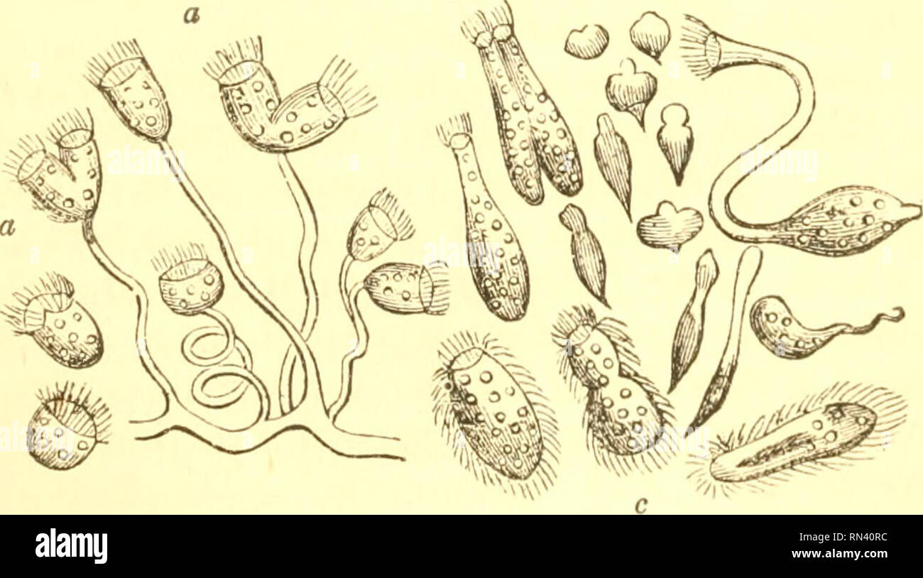 Animal Physiology Physiology Comparative Two Principal Modes Of Reproduction 553 Mosses And Hepaticae As Well Also The Quot Zoospores Quot Of Algae Belong To The Same Class Of Reproductive Bodies The