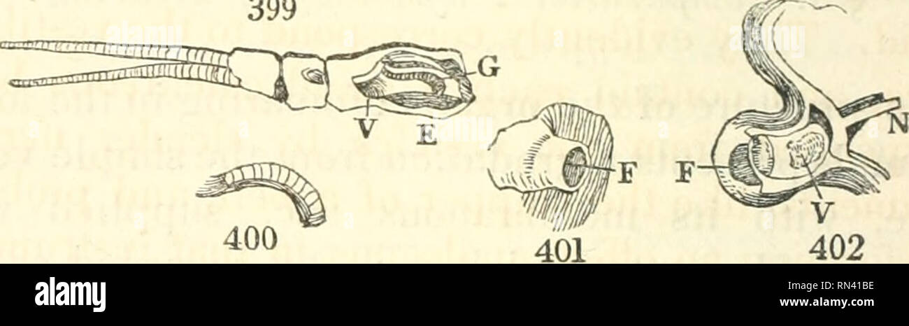 . Animal and vegetable physiology considered with reference to natural theology. Natural theology; Physiology; Plant physiology; Biology. 390 THE SENSORIAL FUNCTIONS. cessive additions of semicircular canals, fenestra ovalis, tympanic cavity, ossicula, ear-drum, meatus auditorius, cochlea, and concha, till we arrive at the combination of all these parts in the higher orders of the Mammalia, The simpler forms are generally met with in aquatic animals; probably because the sonorous undulations of water are communicated more readily, and with greater force, than those of air, and require no acces Stock Photo