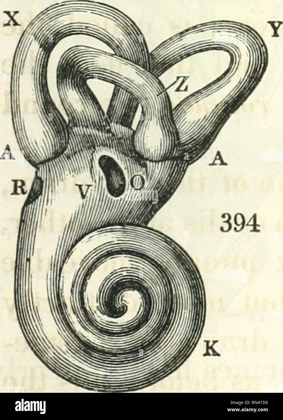 Stapes bone size hires stock photography and images Alamy