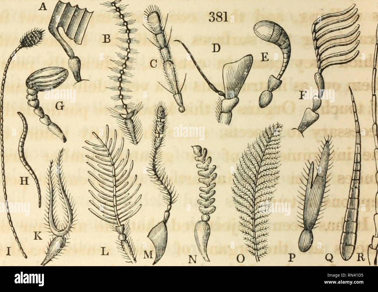 . Animal and vegetable physiology, considered with reference to natural theology, by Peter Mark Roget ... Biology; Physiology; Plant physiology; Natural theology. .384 THE SENSORIAL FUNCTIONS. the antennae of insects may be obtained from the specimens delineated in Fig. 381, which shows a few of the most remarkable.*. * In this figure, A represents the form of antennae, technically denominated Antenna capitulo uncinato, as exemplified in the Pausus. B. is the A. piloso-verticillata, as in the Psychoda ocellaris. C.. A. biclavata, (Claviger longicornis). D. .A. triangularis, (Lophosia). E..A. c Stock Photo