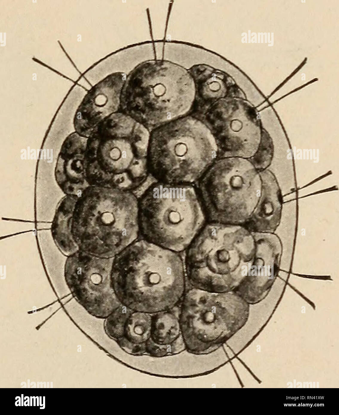 Animal studies. CHAPTER IV THE SLIGHTLY COMPLEX ANIMALS OR SPONGES 32. Their relation to the Protozoa.—While the greater number of one-celled forms are not united with their fel- lows, there are Animal studies. CHAPTER IV THE SLIGHTLY COMPLEX ANIMALS OR SPONGES 32. Their relation to the Protozoa.—While the greater number of one-celled forms are not united with their fel- lows, there are