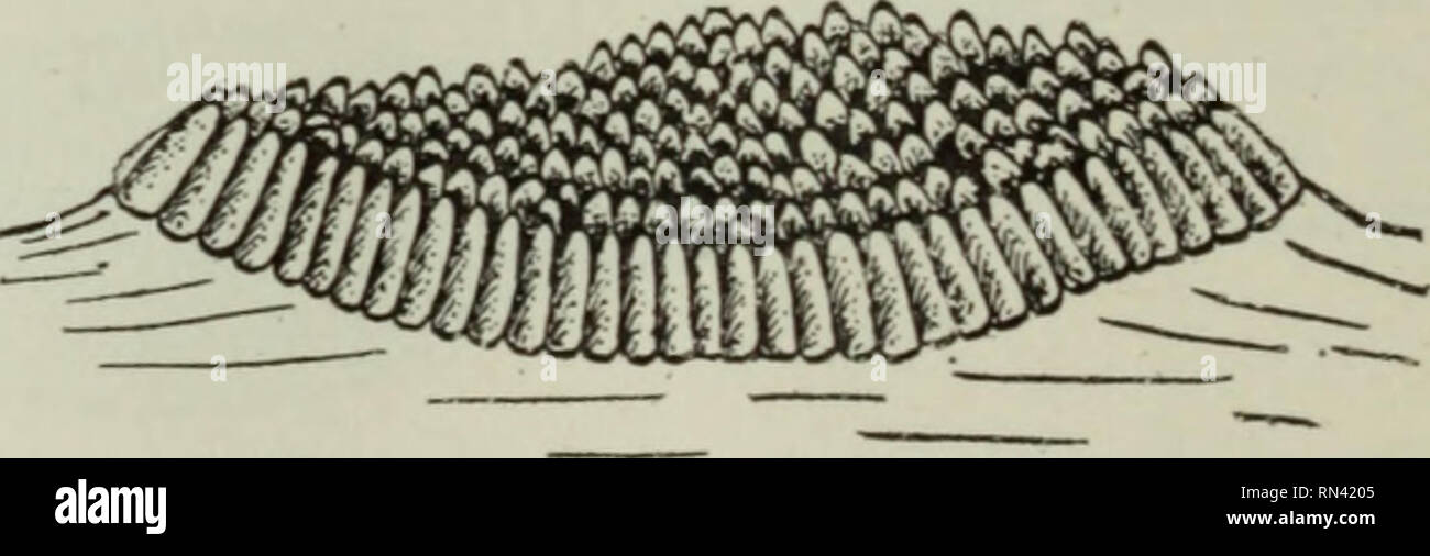 . Animal parasites and human disease. Parasites; Medical parasitology; Insects as carriers of disease. 430 MOSQUITOES lay their eggs singly (Fig. 194) while others lay them all at one time in little boat-shaped rafts called egg-boats, the individual eggs standing upright (Fig. 195). The fact that the eggs are a little larger at the lower end makes the whole egg-boat slightly concave, thus making it difficult to overturn. Most of the com- mon mosquitoes of temperate climates lay their eggs on the open surface of water or at- tach them to some partially submerged object; a few species lay eggs w Stock Photo