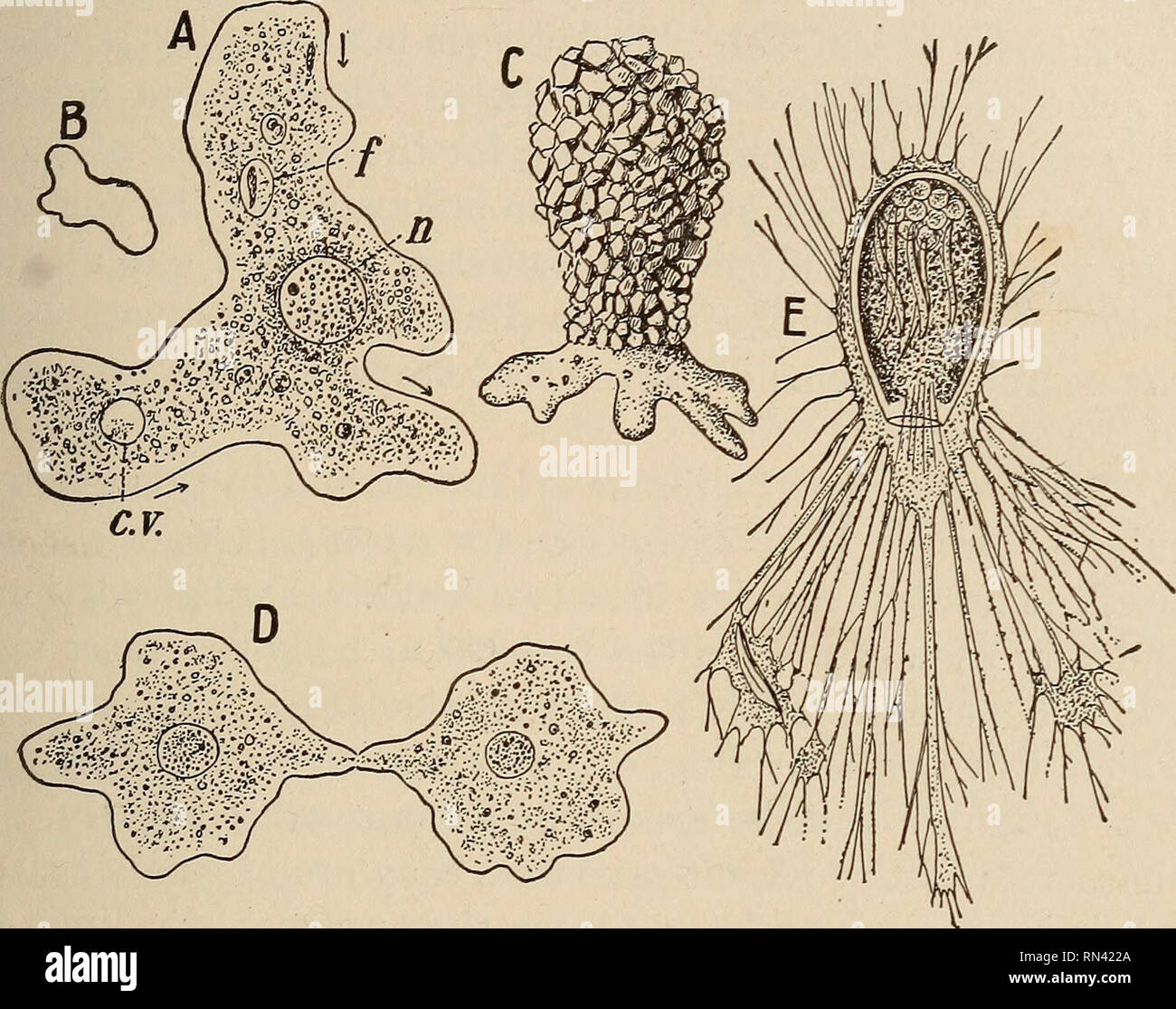 . Animal studies. THE SIMPLEST ANIMALS OR PKOTOZOA 23 23. The Amoeba.—Among the simplest one-celled ani- mals living in the ooze at the bottom of nearly every fresh- water stream or pond is the Amosba (Fig. 7, A), whose body is barely visible to the nnaided eye. Under the microscope. Fig. 7.—A, the Amoeba, highly magnified, showing c. v., pulsating vacuole ; /, food particle ; n, nucleus. The arrows show the direction of movement. B, shape of 6ame individual 30 seconds later. C, an amoeba-like animal (Difflugia) partially enclosed in a shell. D, an Amoeba in the process of division. E, Gromia, Stock Photo