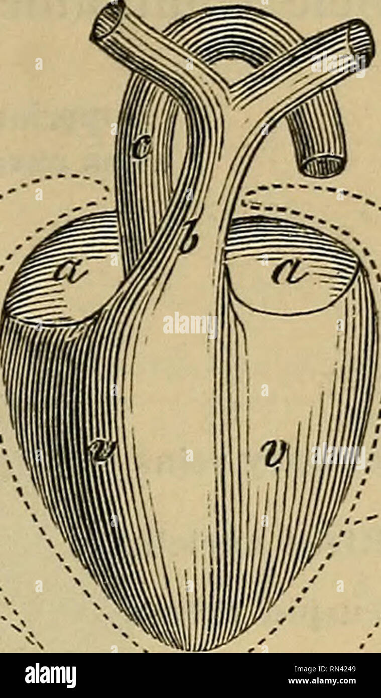 . Animal physiology. Physiology, Comparative; Physiology, Comparative. ARRANGEMENT OP THE PERICARDIUM. 199. -7* Fig. 116.—Diagram of the Pericardium. aa, auricles ; vv, ventricles; b, pulmonary artery; c, aorta; pp', pericardium. cause it affords a simple type or specimen of the mode in which other membranes of similar character are arranged round other organs, such as the lungs, bowels, and brain, and also in the joints. In Fig. 116 is seen the heart sus- pended freely in its cavity, by the large vessels proceeding from its top. This cavity is completely lined by the membrane p', which closel Stock Photo