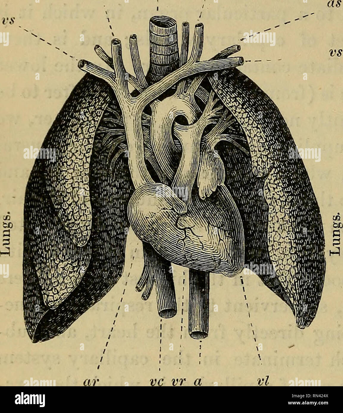 Apparatus for measuring and indicating blood-pressure (1914, F. Faught