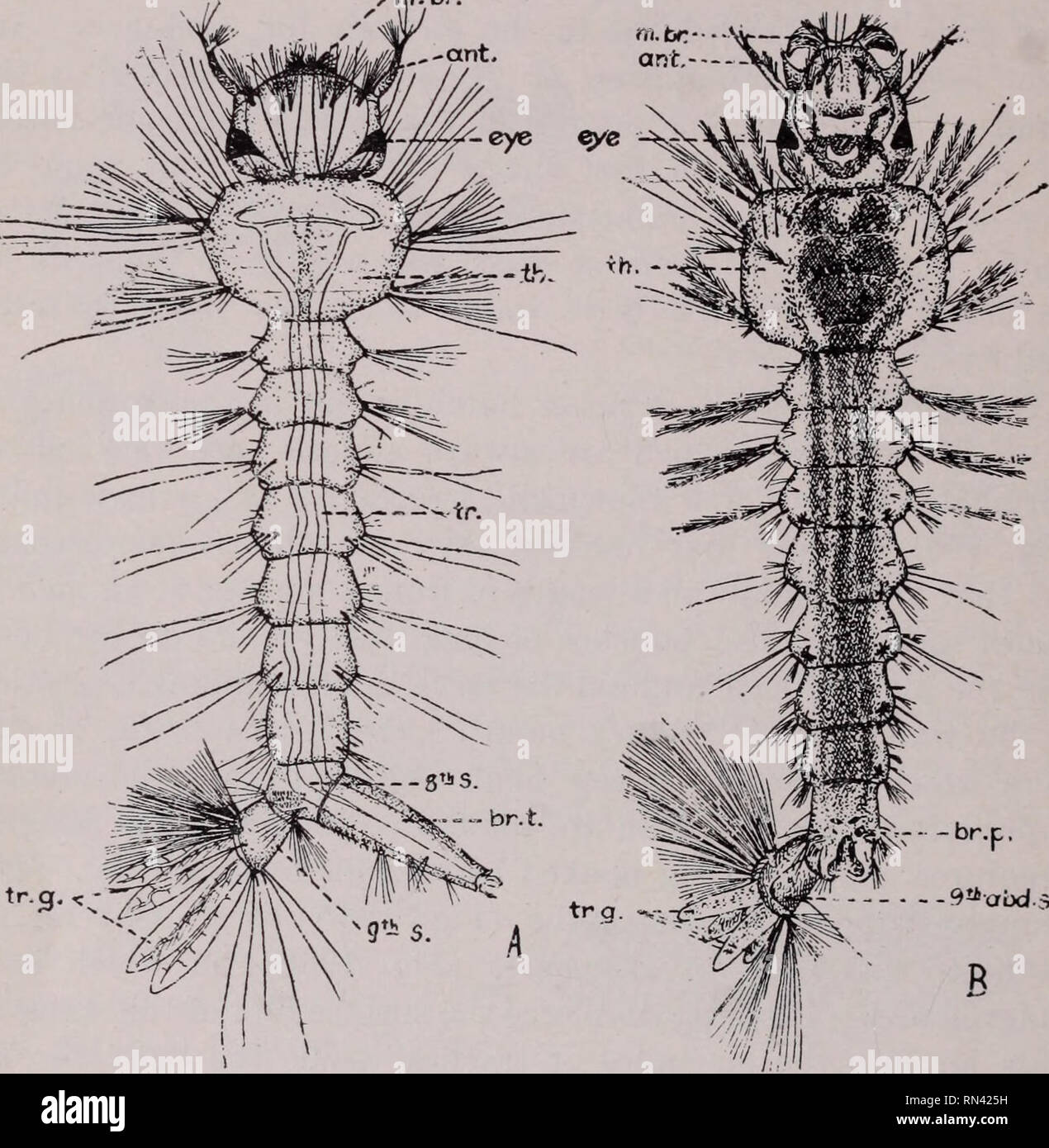. Animal parasites and human disease. Insect Vectors; Parasites ...
