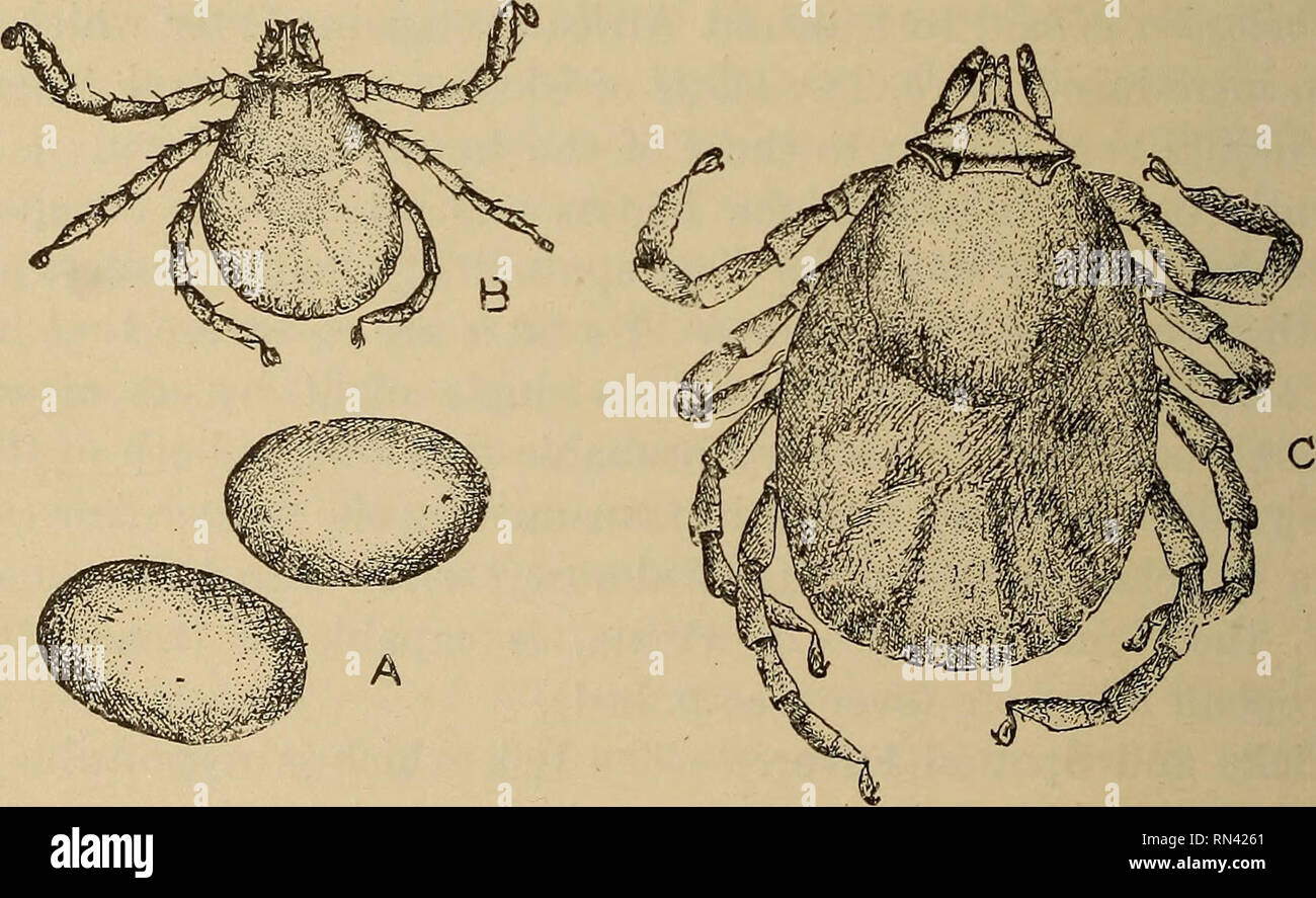 . Animal parasites and human disease. Medical parasitology; Insects as carriers of disease. Fig. 156. Spotted fever tick, Dermacentor venustus, male ($) and female (?)• X12.. Fig. 157. Development of spotted fever tick, Dermacentor venustus; A, eggs; B, larva; C, nymph. X 30. in the country where the ticks occur, especially squirrels of various kinds. Usually the larvae, and the nymphs also, attach themselves about the head and ears of their host. After a few days the larvae drop, transform into nymphs (Fig. 157C) and. Please note that these images are extracted from scanned page images that m Stock Photo