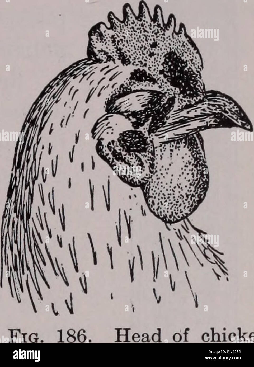 Animal Parasites And Human Disease Insect Vectors Parasites