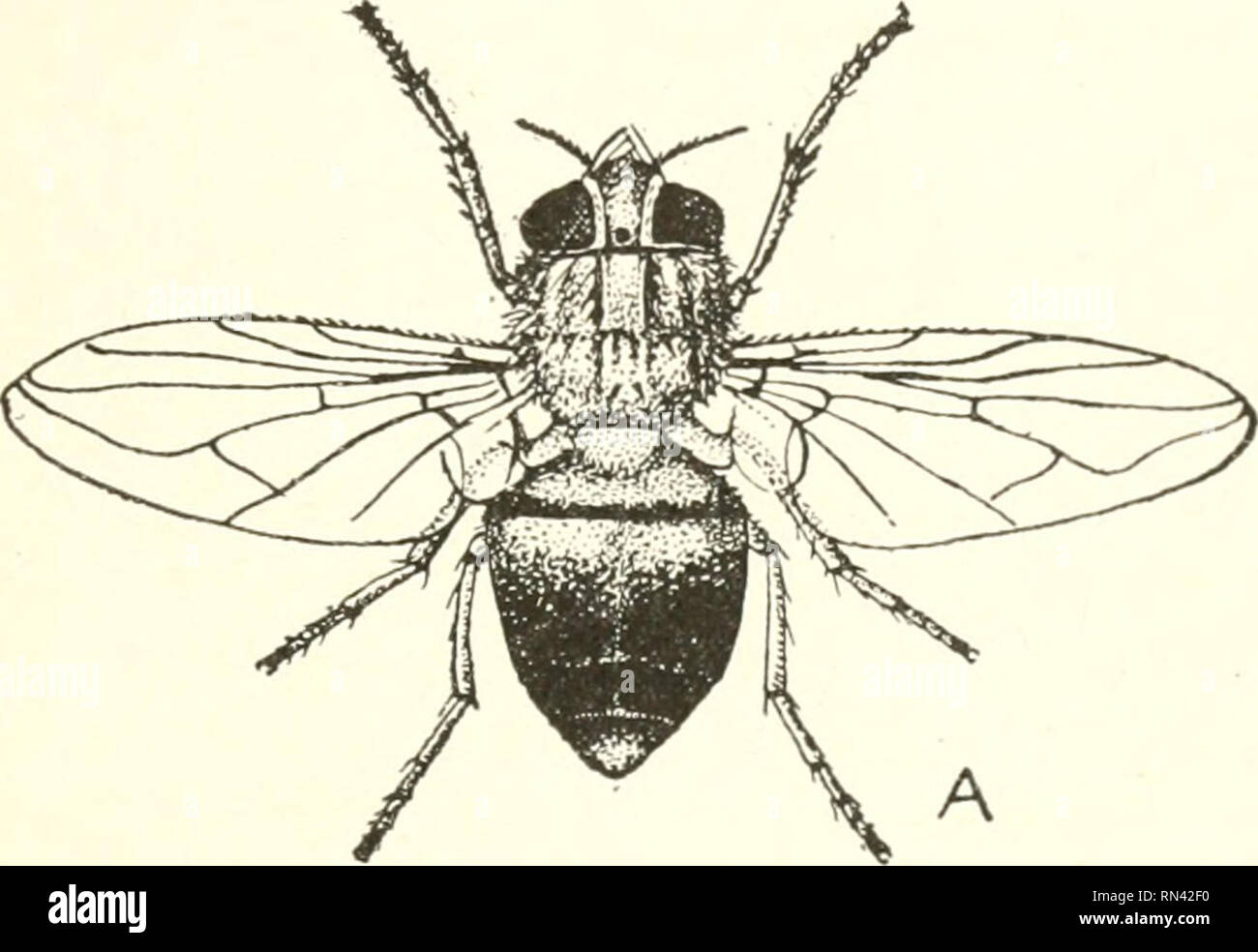 Maggot Fly Stock Photos Maggot Fly Stock Images Page 3 Alamy