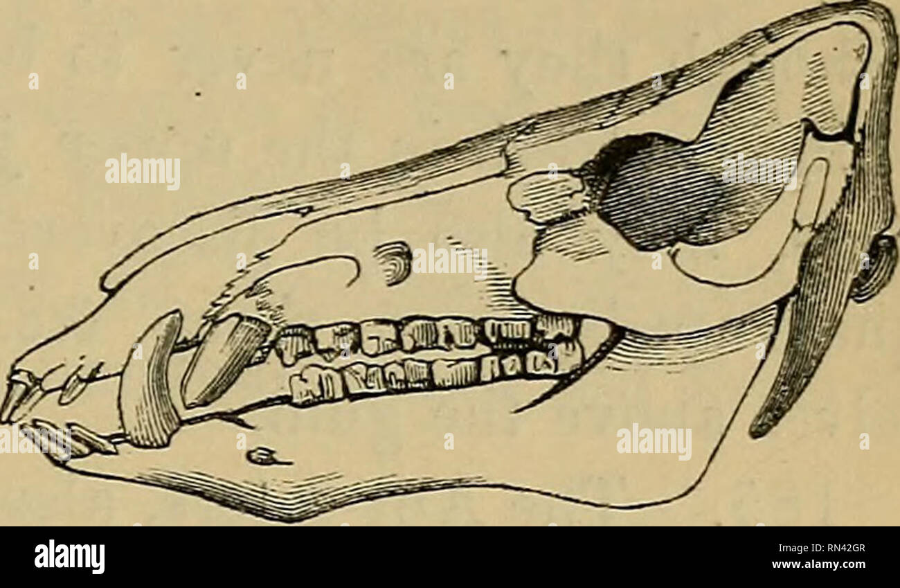 Animal physiology. Physiology, Comparative; Physiology, Comparative.  ABSENCE OP TEETH IN THE WHALE. WHALEBONE. 149. Fig. 97—Skull of Boar. food.  Animal flesh (the most easily digested of all substances) needs but to