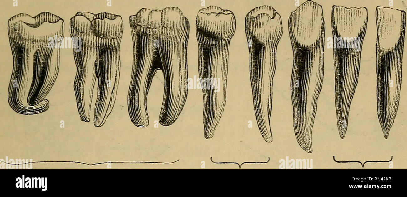 Animal physiology. Physiology, Comparative; Physiology, Comparative. TEETH  OF MAN AND OTHER MAMMALIA. 147 adapted to bruise and grind tlie food ;  these are called molar (or mill-like) teeth. The manner in
