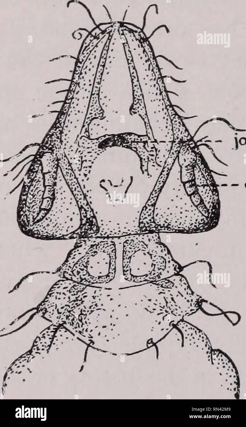 Animal parasites and human disease. Insect Vectors; Parasites; Parasitic  Diseases; Medical parasitology; Insects as carriers of disease. <ty!   Fig. 171. Mouthparts of a body louse; A, longitudinal section  through head;