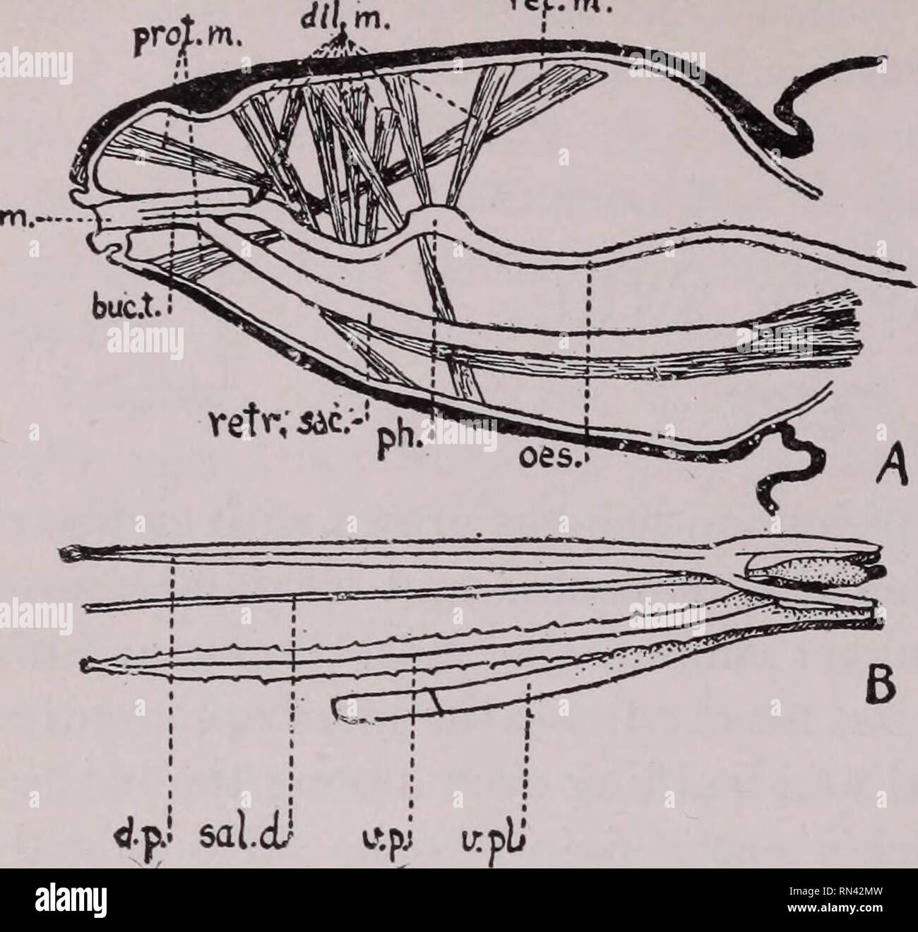 . Animal parasites and human disease. Insect Vectors; Parasites