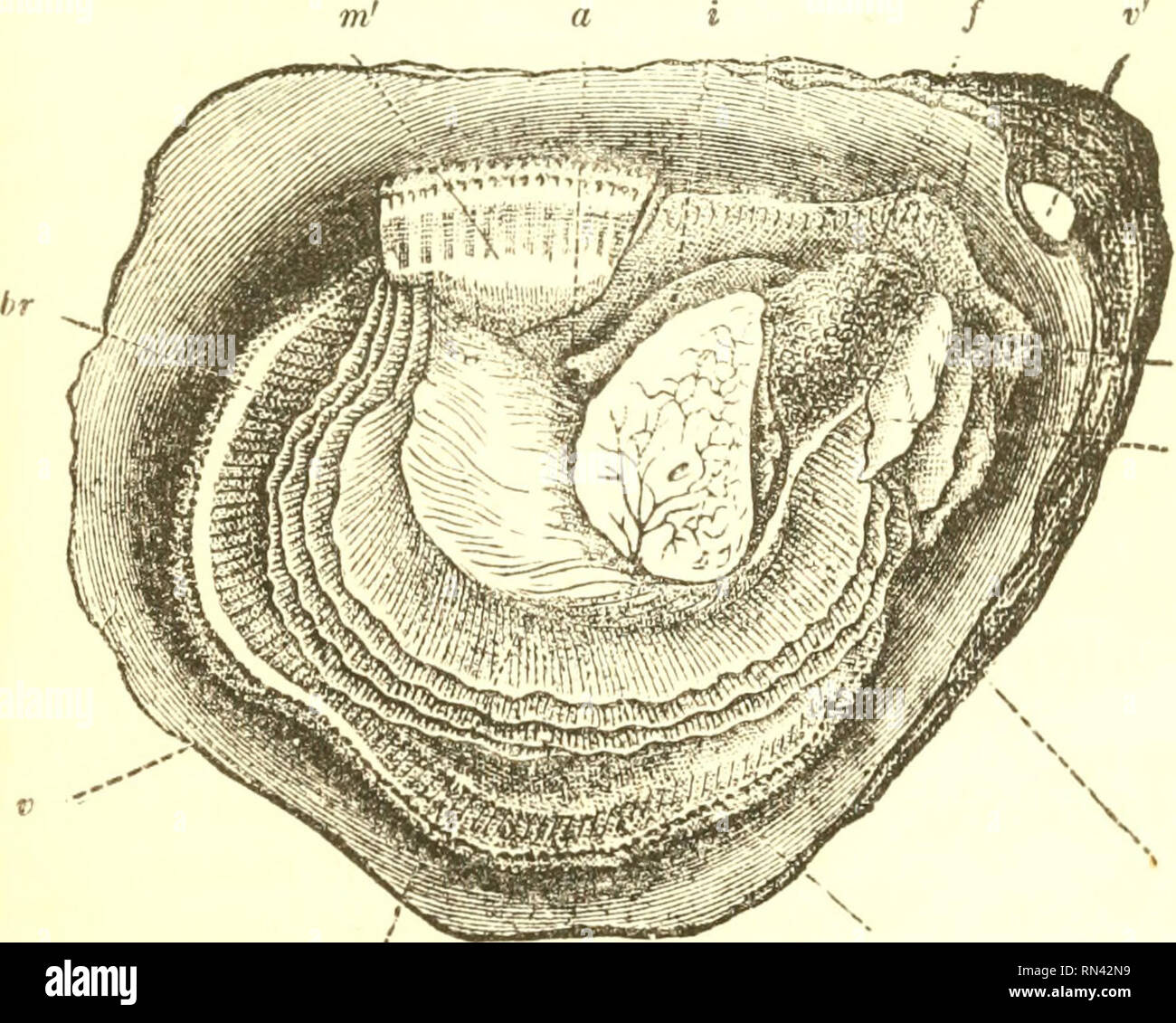 Animal Physiology Physiology Comparative Respiratory Organs Of Aquatic Animals 269 L Staiitly To Flow By Mechanism Adapted For The Purpose Their Form And Position In The Crab Are Shown At H