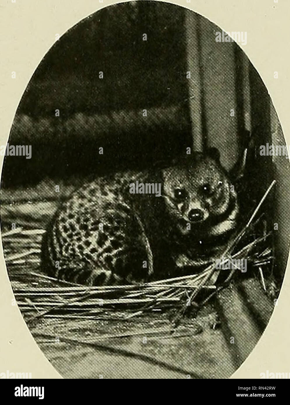 . Animal Life and the World of Nature; A magazine of Natural History. i66 Animal Life inhabiting West Africa ; and, as is so often the case with West African animals, little is known about them. The Sumatran Civet [Viverra tangalunga) is an example of ST£un t^ heavily- built ground- living civets of which the African Civet-Cat {Viverra civetta) is the type. The former has a wide range in the islands of the Eastern Archipelago, but its emigra- tion in some cases may have been &quot; assisted,&quot; as it is one of the species which are kept caged for their scented secretion, and so commonly car Stock Photo