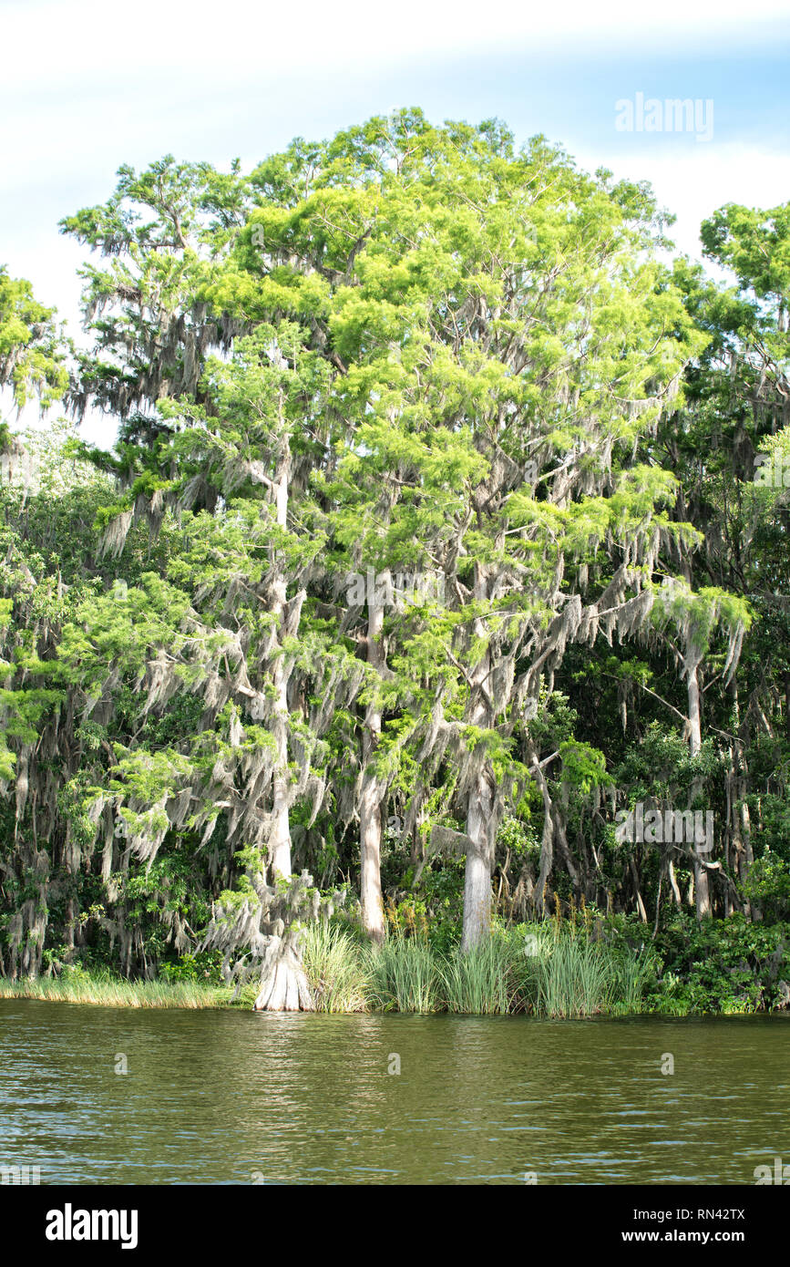 Spanish moss hanging from trees on the banks of the Dead River, Lake