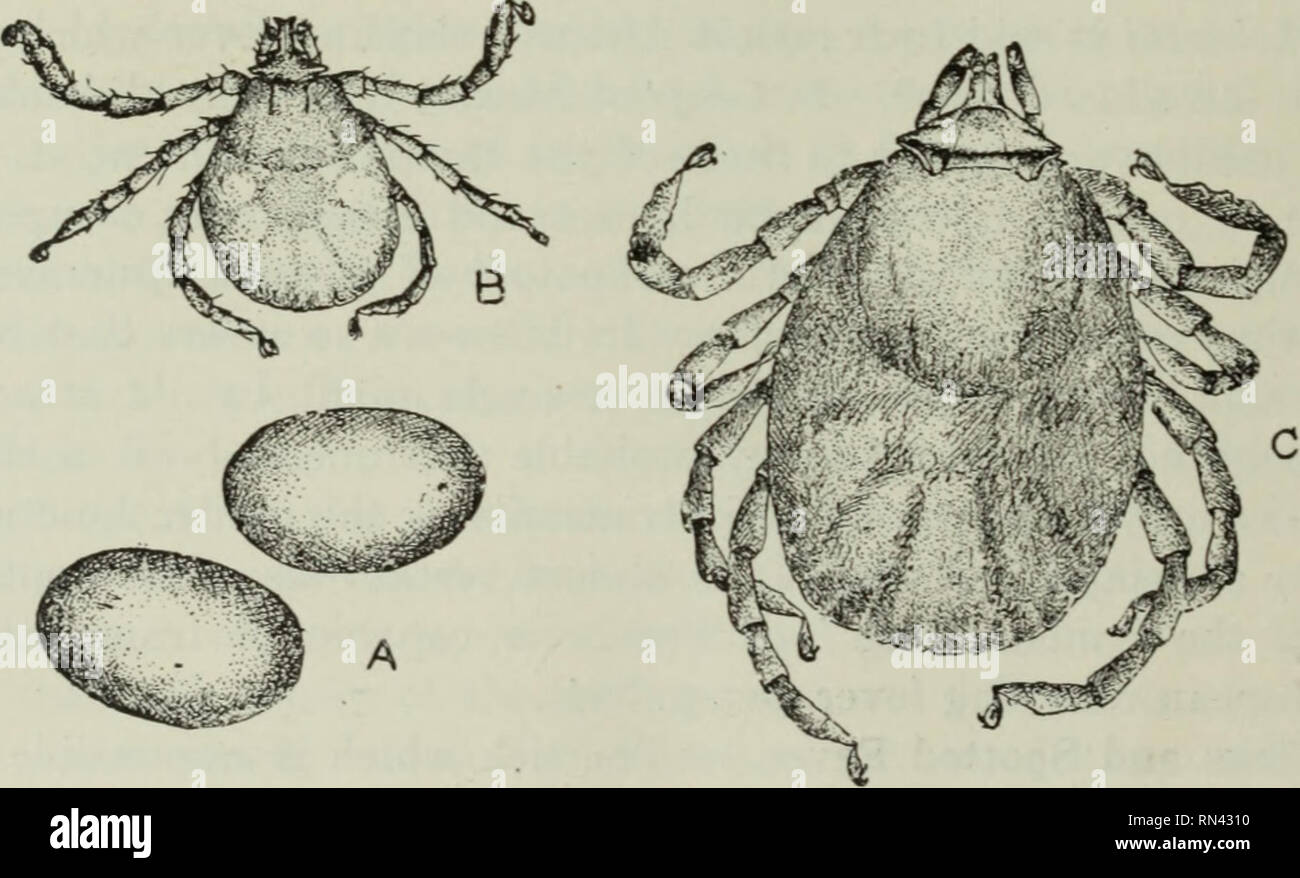 . Animal parasites and human disease. Parasites; Medical parasitology; Insects as carriers of disease. Fig. 156. Spotted fever tick, Dermacentor venustus, male ($) and female (?)? X 12.. Fig. 157. Development of spotted fever tick, Dermacentor venustus; A, eggs; B, larva; C, nymph. Y 30. in the country where the ticks occur, especially squirrels of various kinds. Usually the larvae, and the nymphs also, attach themselves about the head and ears of their host. After a few days the larvae drop, transform into nymphs (Fig. 157C) and. Please note that these images are extracted from scanned page i Stock Photo